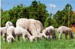 Rutland Sheep Netting 