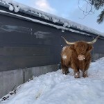 Highland cow standing next to a Galebreaker bayscreen