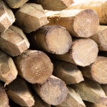 Pile of rough peeled wooden round posts
