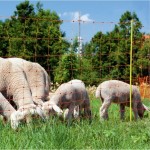Rutland sheep netting shown in a field