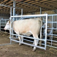 Calving hurdle with the side open