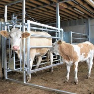 Calving hurdle with cow and calf
