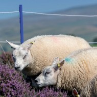 Sheep shown next to a Rutland electric fence