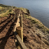 Imported pine posts shown in a fence line